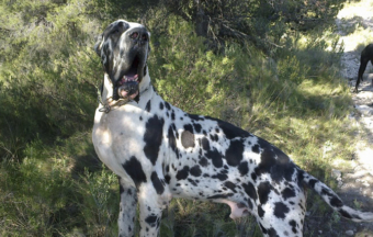 Vigo del abuelo blanco