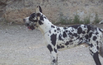 Vigo del abuelo blanco