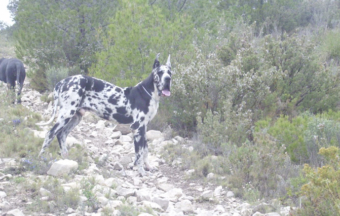 Vigo del abuelo blanco