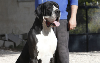 Disponible para montas