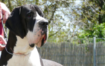 Disponible para montas