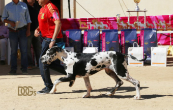 MONOGRAFICA Y EUROPEA EN PEÑAFIEL