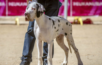 PEÑAFIEL 2017