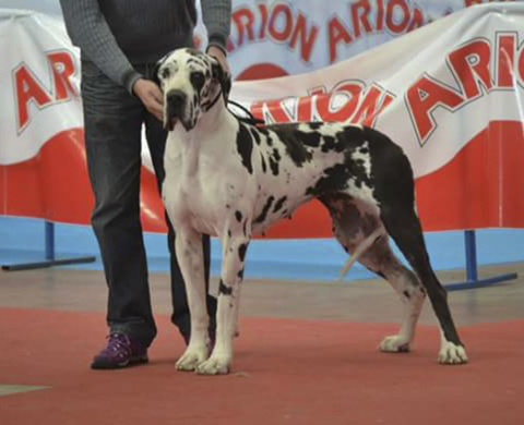 BEBE EN TALAVERA Y ESCORIAL 2016