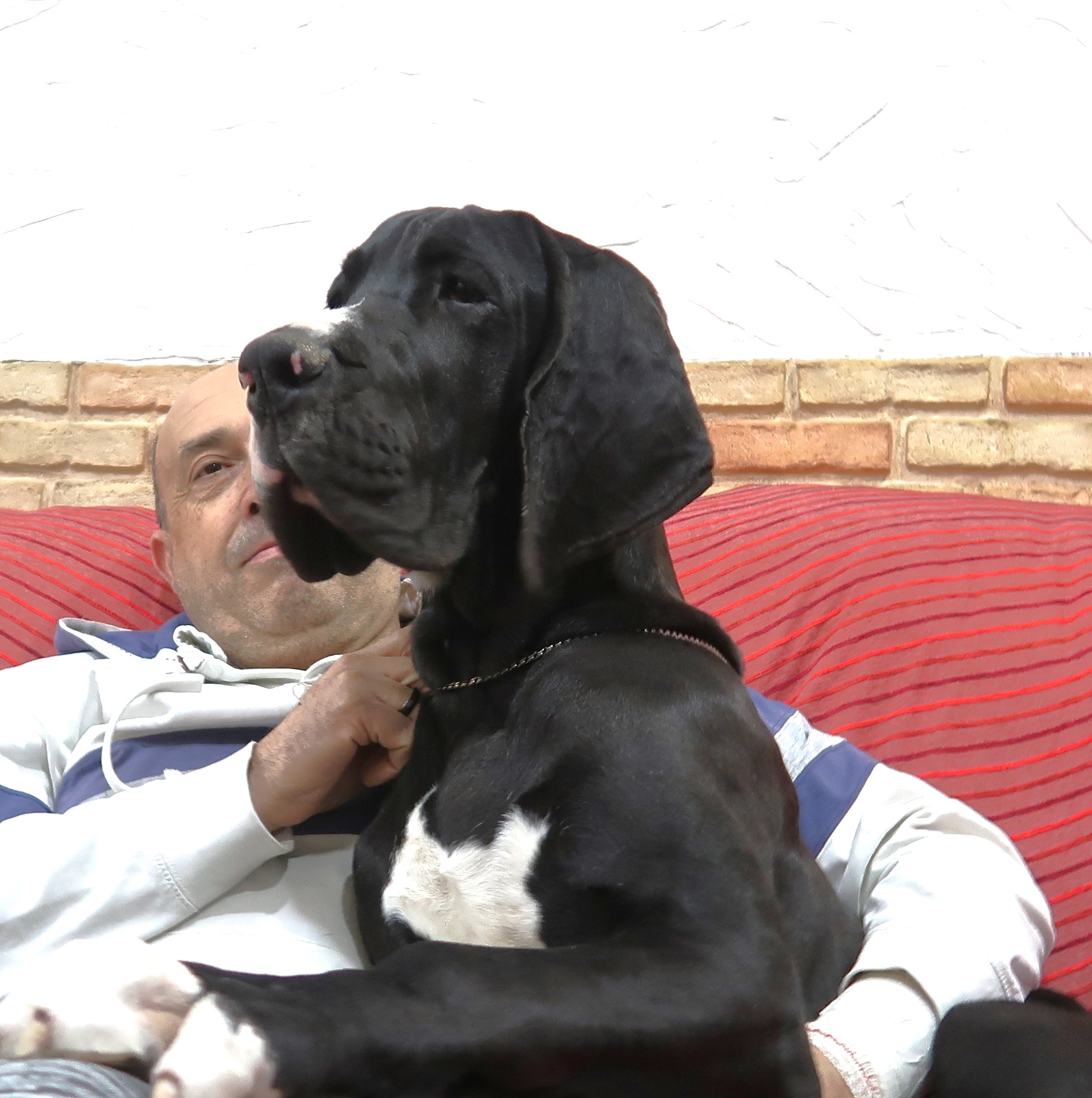 SIRIUS BLACK DE TORROSELLA DEL FITO